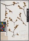 Foto von Salix caprea L.